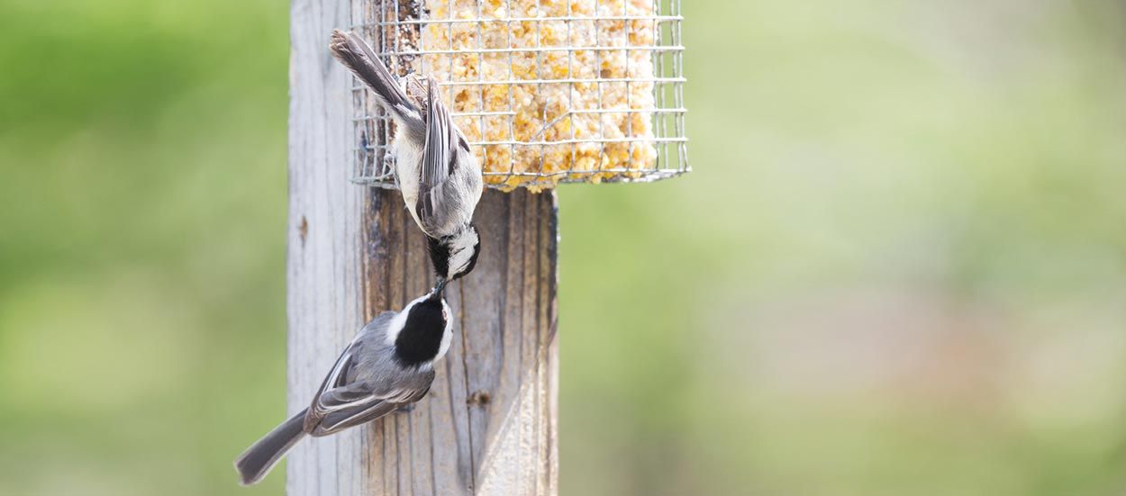 Pour les oiseaux du jardins : fabriquez des boules de nourritures 