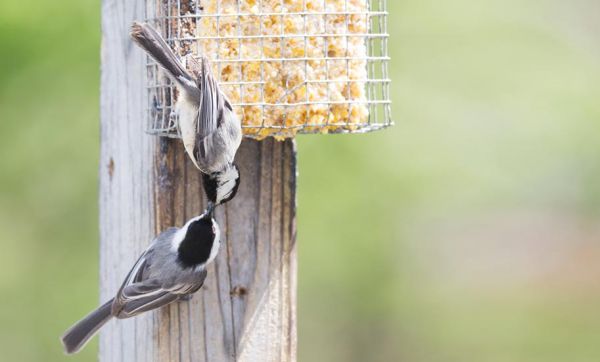 Tutoriel : Fabriquez une boule de graisse pour nourrir les oiseaux cet hiver !