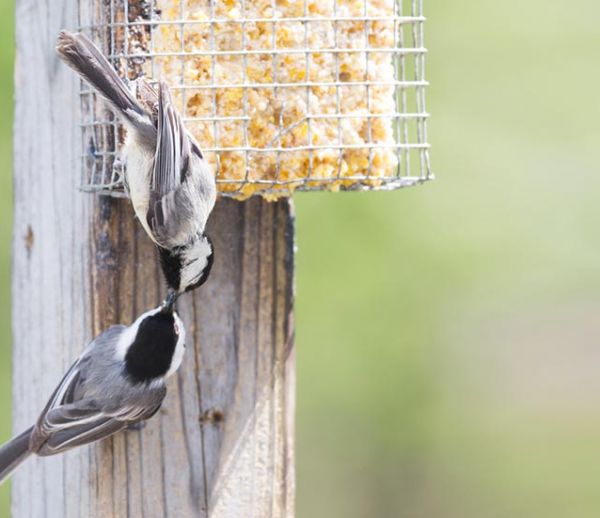 Tutoriel : Fabriquez une boule de graisse pour nourrir les oiseaux cet hiver !