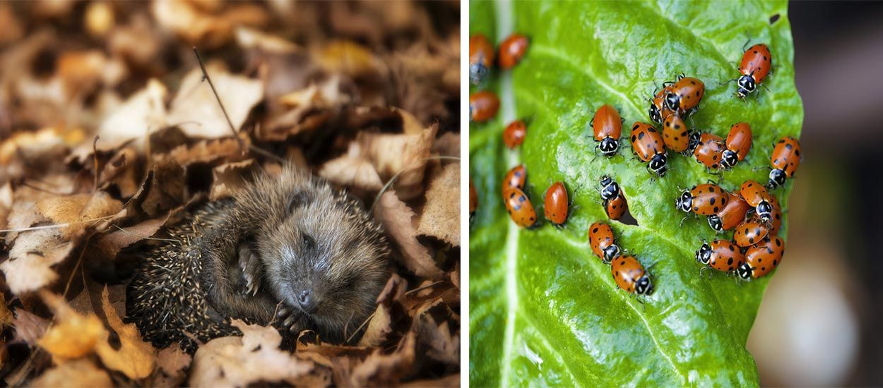 14 solutions naturelles et très efficaces pour se débarrasser des insectes nuisibles du jardin