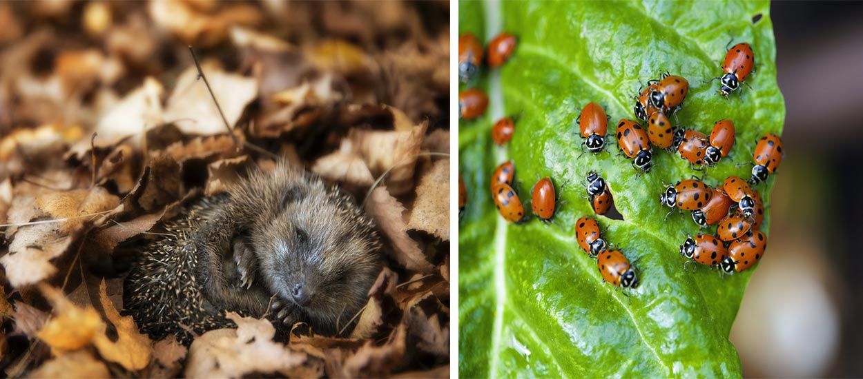 Nuisibles jardin : quels sont les animaux nuisibles au jardin ?