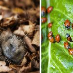 Comment chasser les mouches de la maison de manière naturelle ?