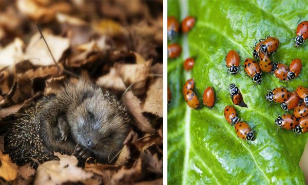 14 solutions naturelles et très efficaces pour se débarrasser des insectes nuisibles du jardin