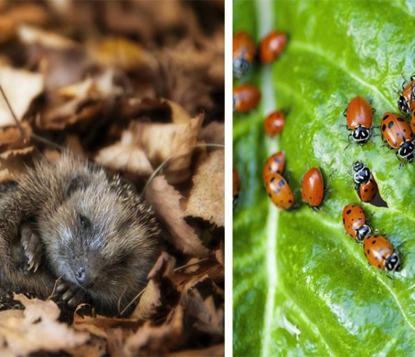 14 solutions naturelles et très efficaces pour se débarrasser des insectes nuisibles du jardin