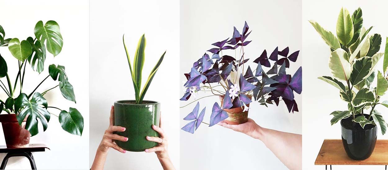 Voici les 7 plantes d'intérieur tendance de l'automne-hiver à adopter d'urgence