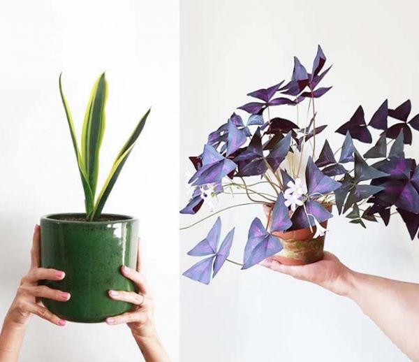 Voici les 7 plantes d'intérieur tendance de l'automne-hiver à adopter d'urgence