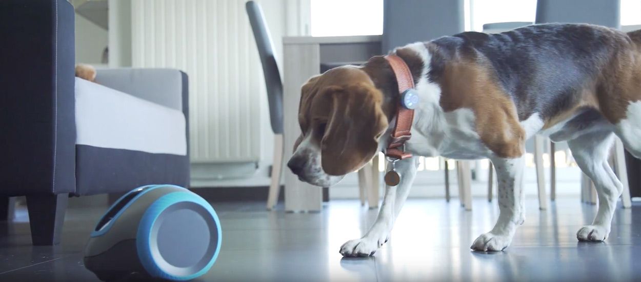 Grâce à ce robot nommé Laïka votre chien ne sera plus jamais seul