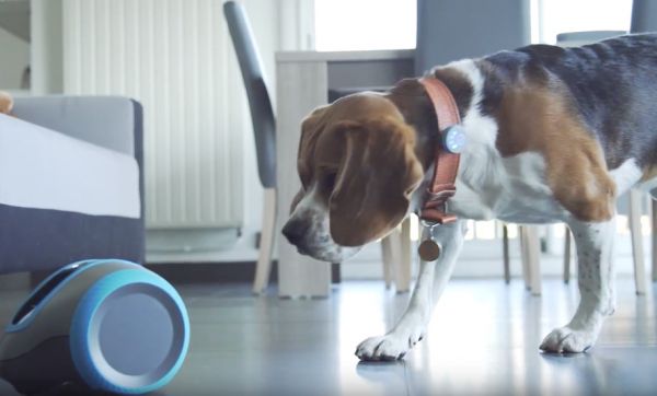Grâce à ce robot nommé Laïka votre chien ne sera plus jamais seul