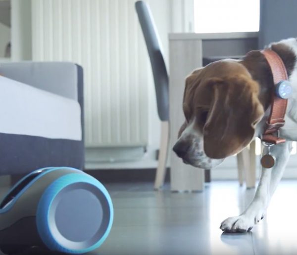 Grâce à ce robot nommé Laïka votre chien ne sera plus jamais seul