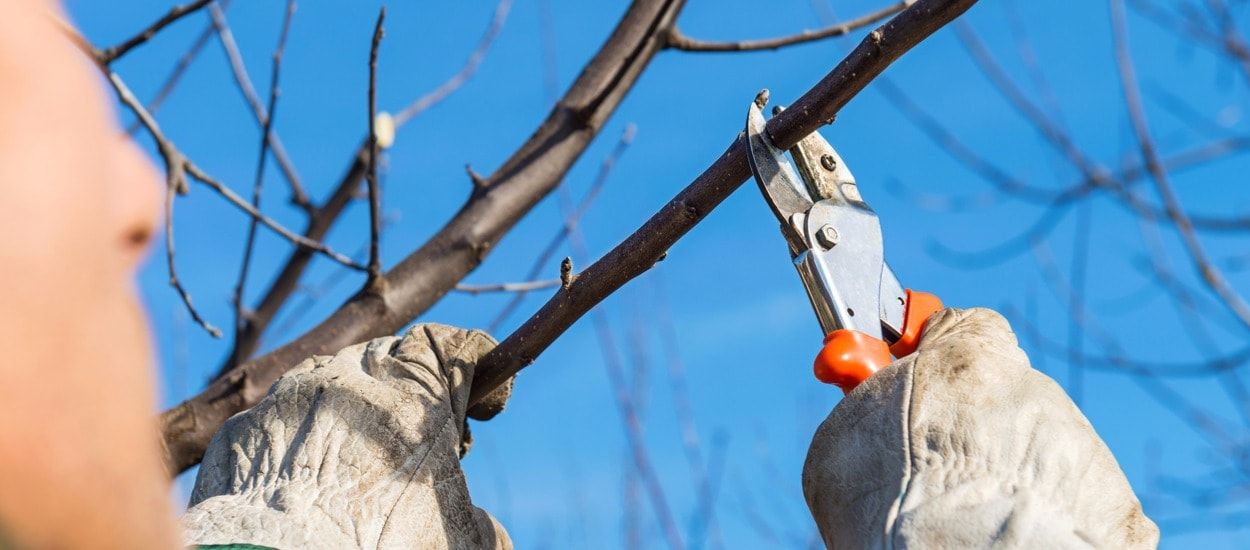 Quand tailler les arbres, les haies et les arbustes en automne ?