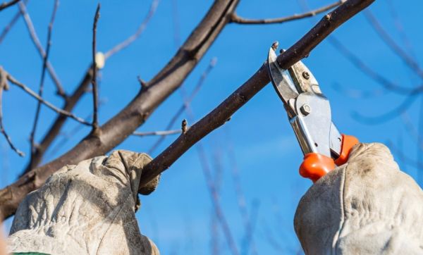 Quand tailler les arbres, les haies et les arbustes en automne ?