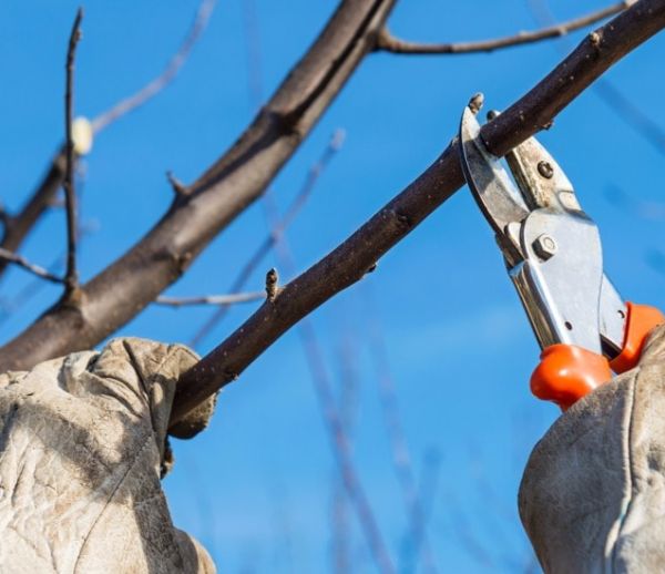 Quand tailler les arbres, les haies et les arbustes en automne ?