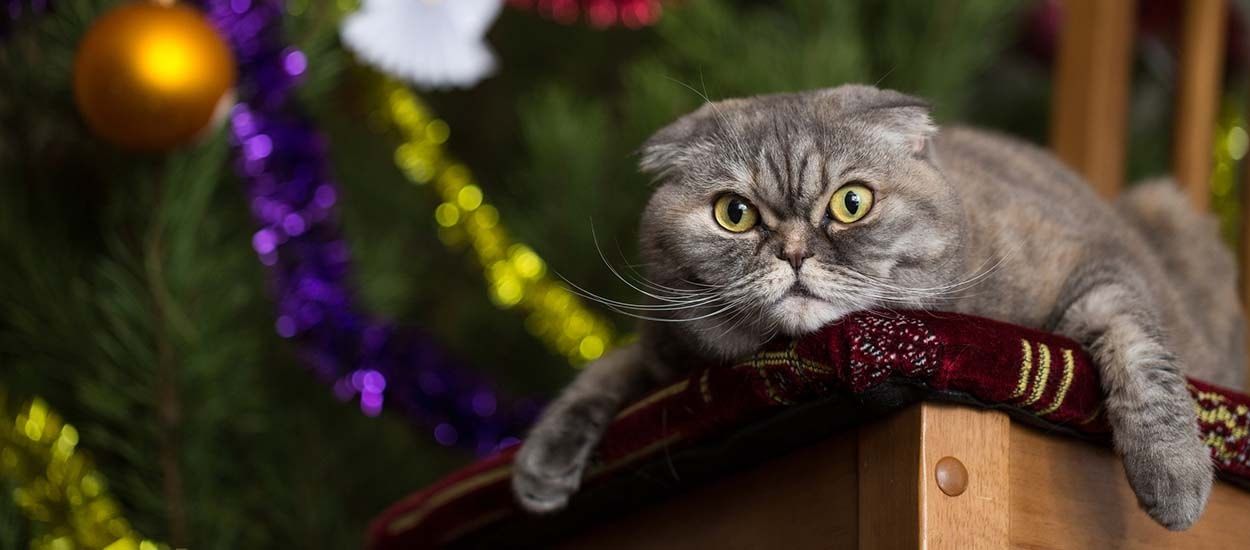 14 idées pour empêcher votre chat de détruire votre sapin de Noël