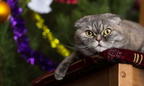 14 idées pour empêcher votre chat de détruire votre sapin de Noël