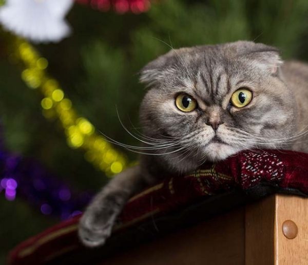 14 idées pour empêcher votre chat de détruire votre sapin de Noël