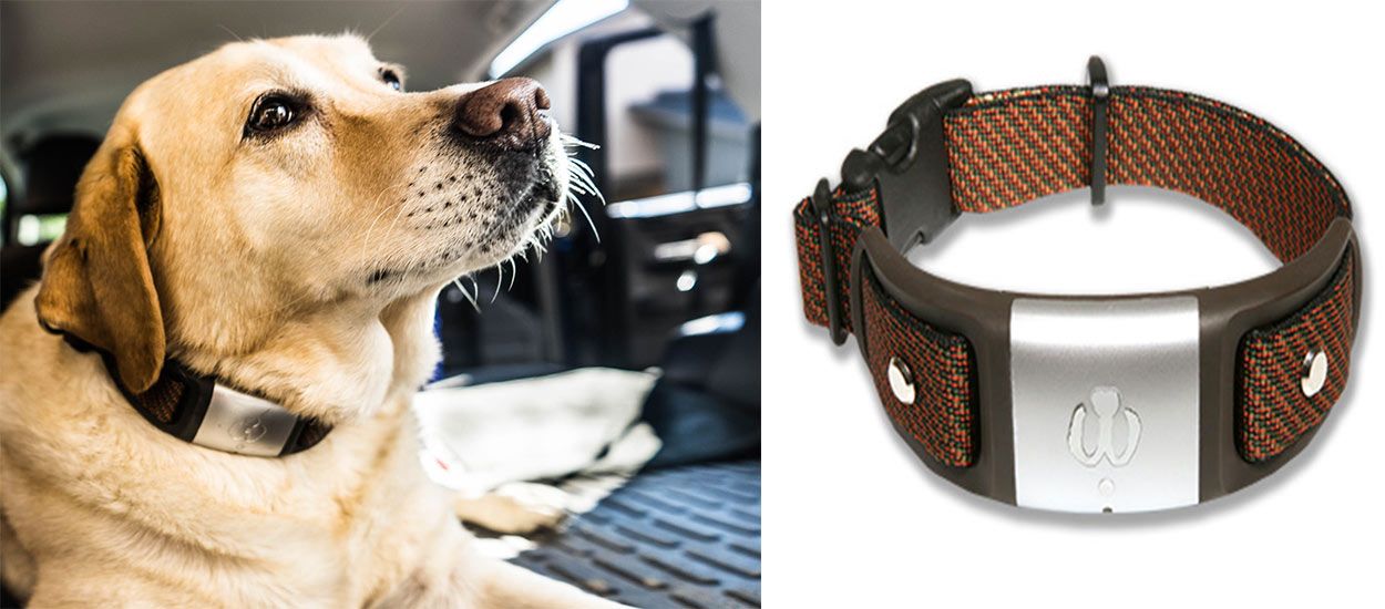 Ce collier connecté surveille la santé de votre chien