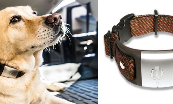 Ce collier connecté surveille la santé de votre chien
