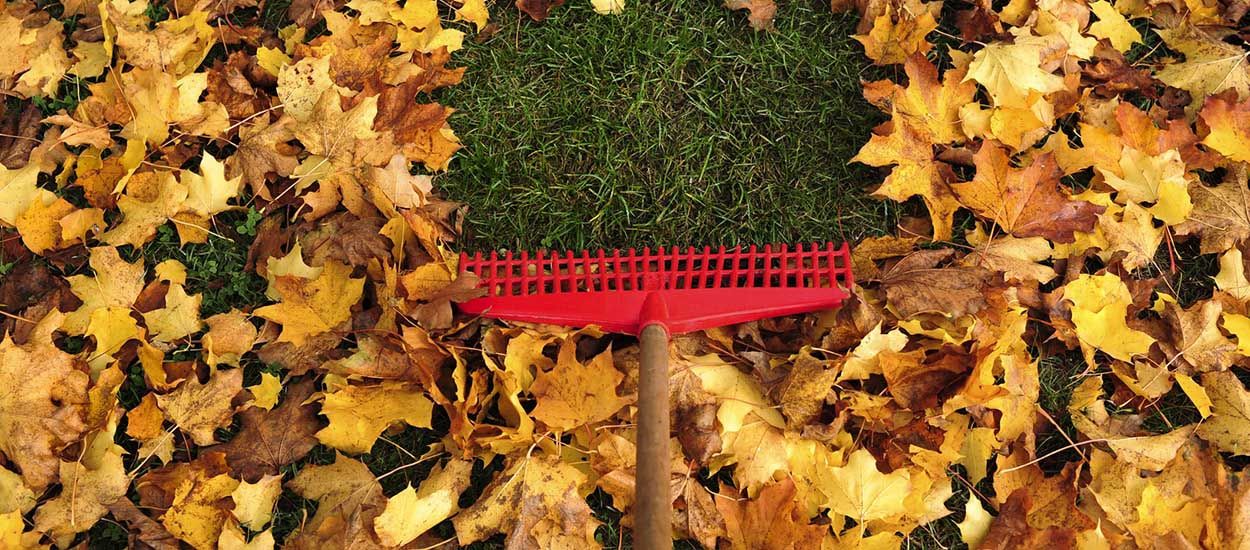 5 astuces pour utiliser les feuilles mortes au jardin en automne