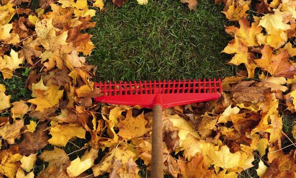 5 astuces pour utiliser les feuilles mortes au jardin en automne