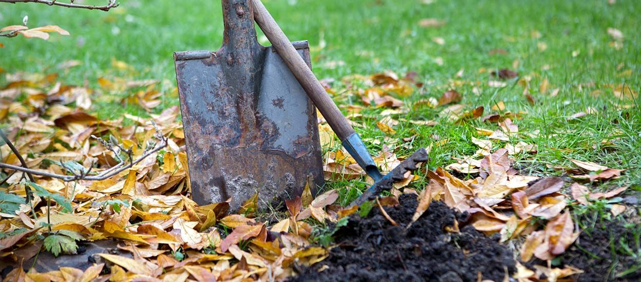 25 novembre : Que planter dans votre jardin à la Sainte-Catherine ?