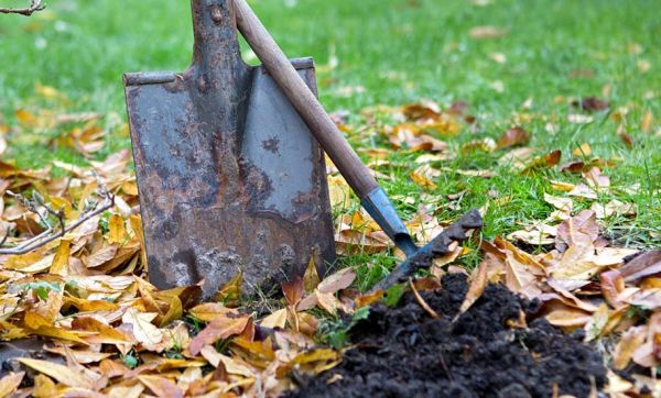 25 novembre : Que planter dans votre jardin à la Sainte-Catherine ?