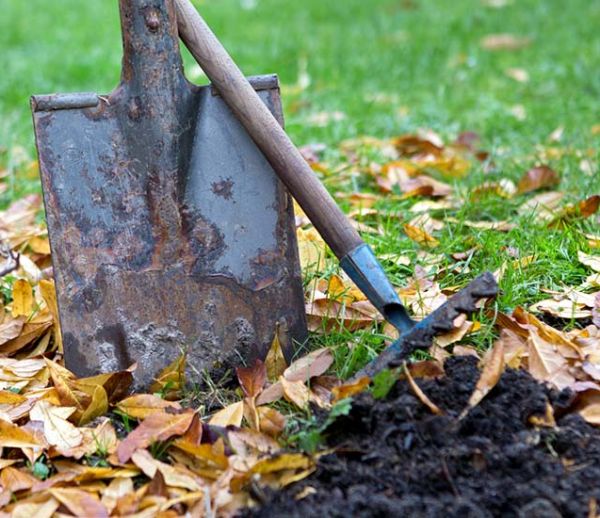 25 novembre : Que planter dans votre jardin à la Sainte-Catherine ?