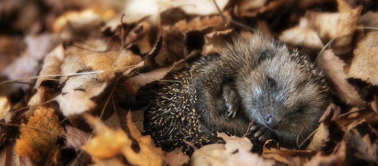 Accueillir un hérisson dans le jardin : intérêt - PagesJaunes