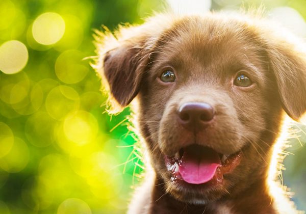 Comment Savoir Si Un Chien Est Heureux