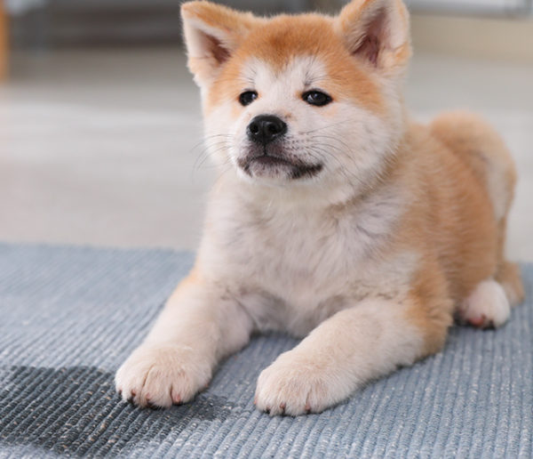 Avec ces conseils votre chien ne fera plus pipi partout dans la maison