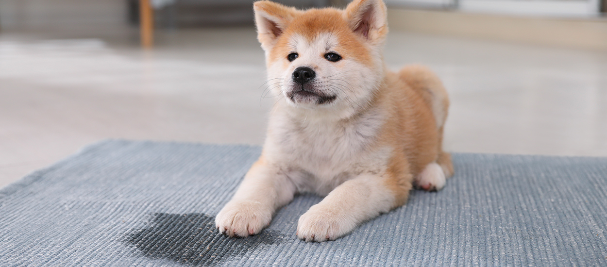 Avec ces conseils votre chien ne fera plus pipi partout dans la maison