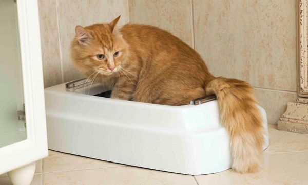 Cette litière pour chats et chiens tire (littéralement) la chasse derrière eux !