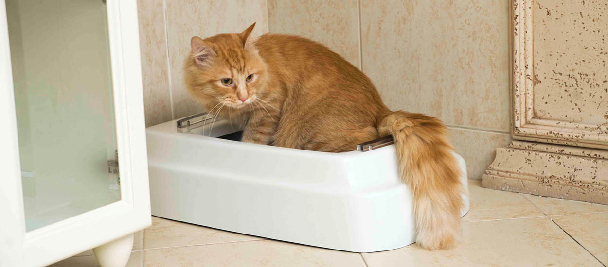 Cette Litiere Pour Chats Et Chiens Tire Litteralement La Chasse Derriere Eux