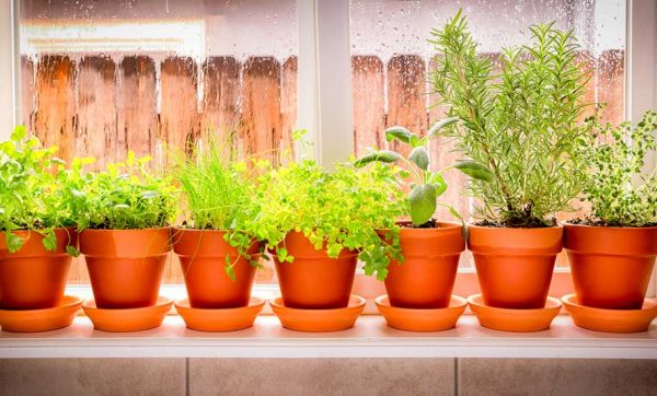Le froid arrive : 5 conseils pour rentrer vos plantes d'extérieur
