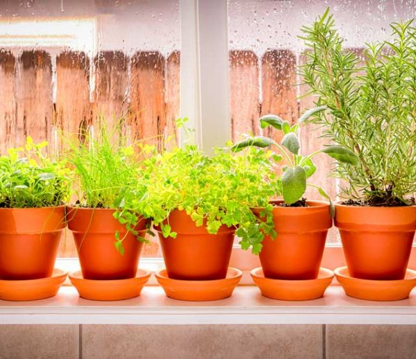 Le froid arrive : 5 conseils pour rentrer vos plantes d'extérieur