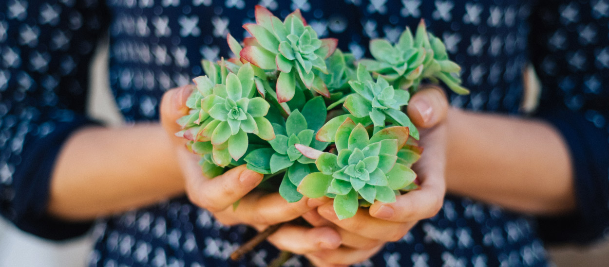 Les plantes increvables à adopter chez soi - Marie Claire