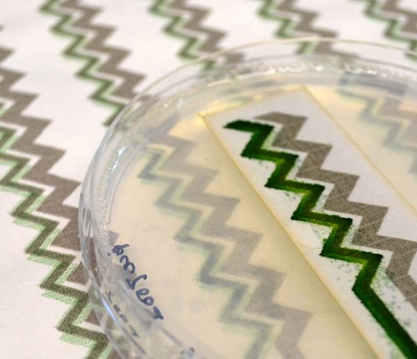 Ce papier biodégradable produit de l'électricité grâce à des algues !