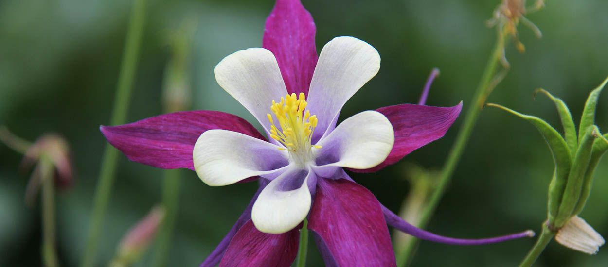 5 magnifiques fleurs résistantes au froid à planter dans votre jardin