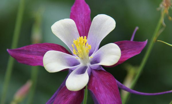5 magnifiques fleurs résistantes au froid à planter dans votre jardin