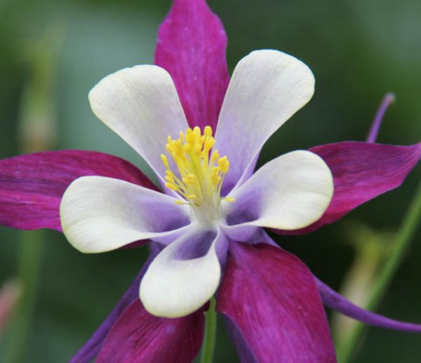 5 magnifiques fleurs résistantes au froid à planter dans votre jardin