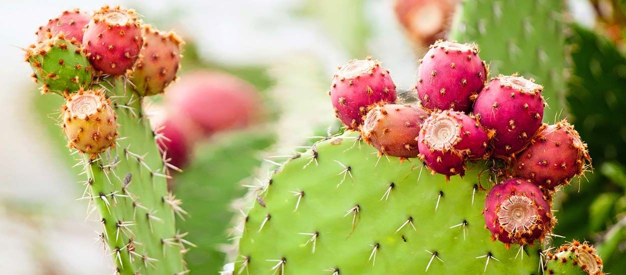 Voici comment cultiver des cactus dans votre jardin… pour les manger !