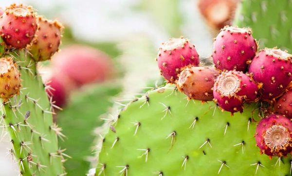 Voici comment cultiver des cactus dans votre jardin… pour les manger !