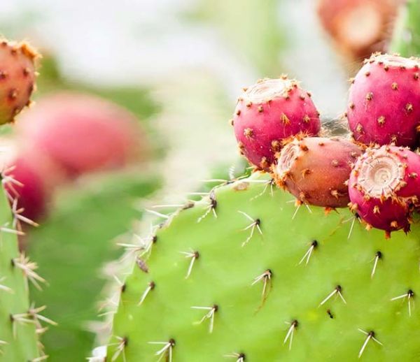 Voici comment cultiver des cactus dans votre jardin… pour les manger !