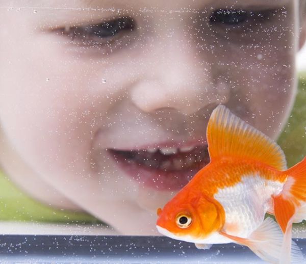 Tous nos conseils pour accueillir un poisson chez soi