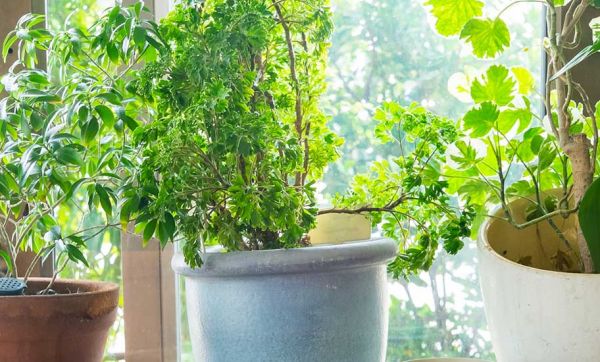 Ensoleillement, humidité... dans quelles pièces devez-vous placer vos plantes ?