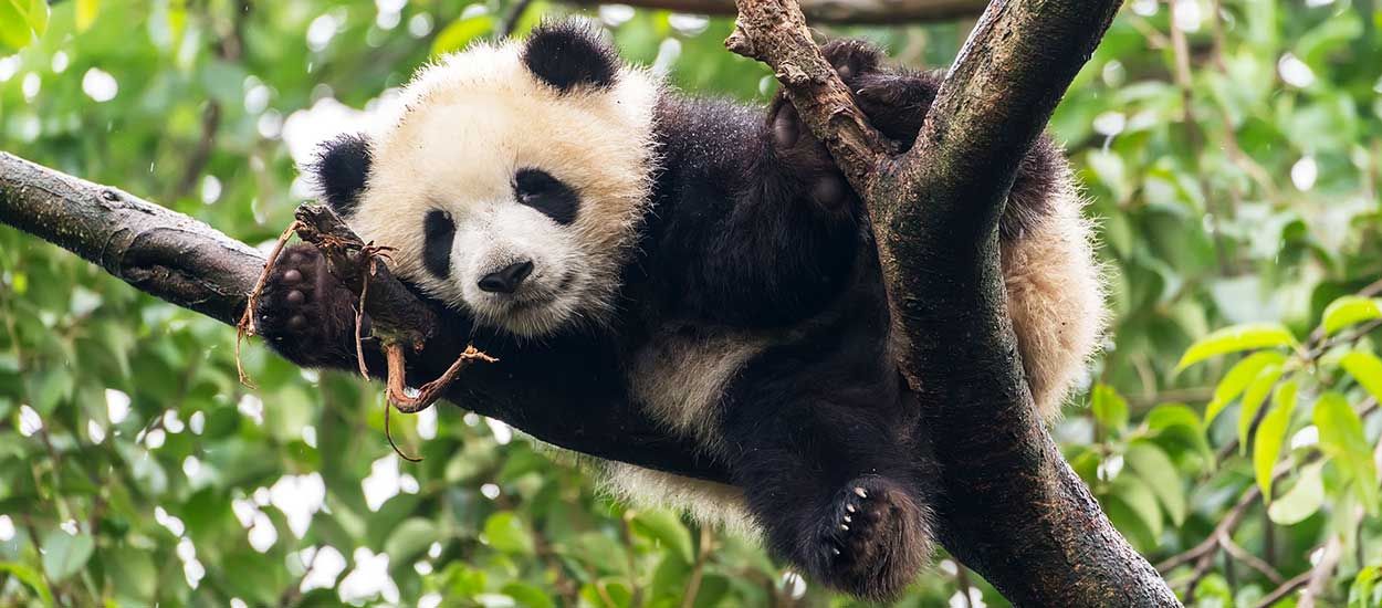 L'idée insolite et écolo : recycler les crottes de panda en mouchoirs et papier toilette