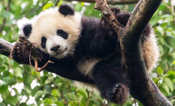 L'idée insolite et écolo : recycler les crottes de panda en mouchoirs et papier toilette