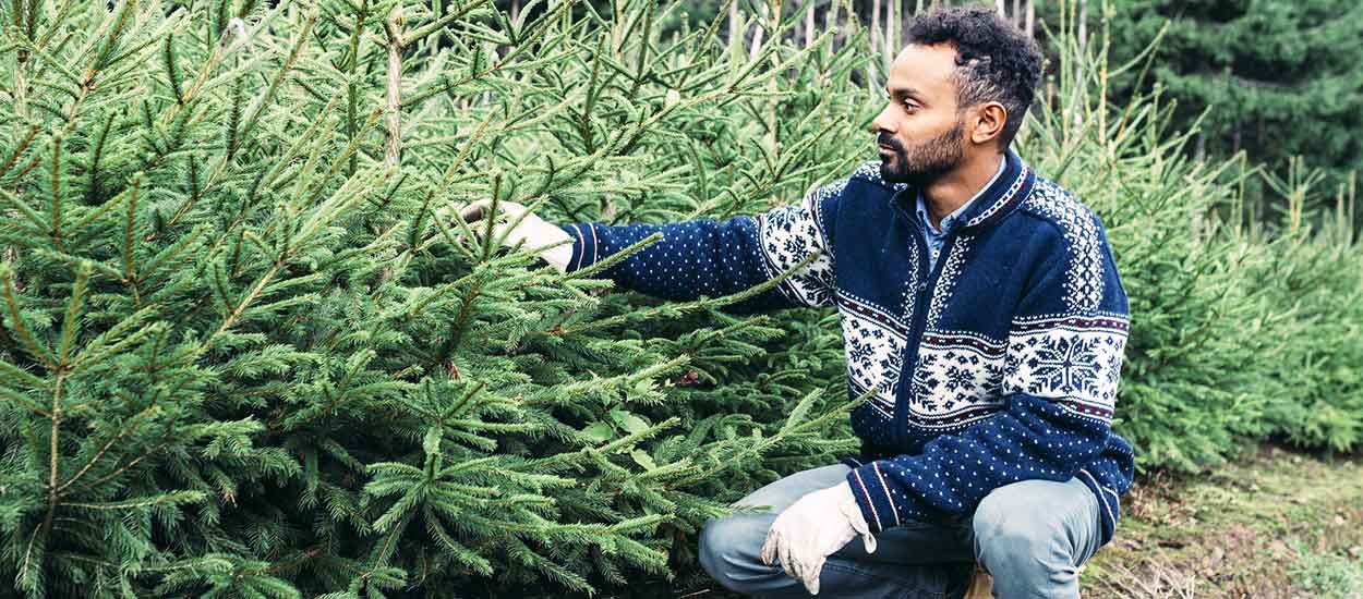 Les sapins de Noël ne perdront bientôt plus leurs aiguilles