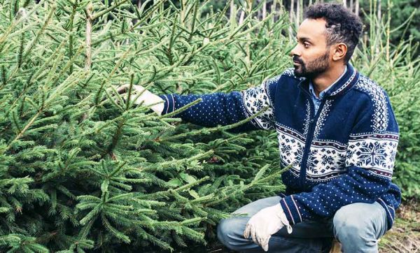 Les sapins de Noël ne perdront bientôt plus leurs aiguilles
