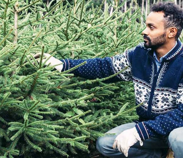 Les sapins de Noël ne perdront bientôt plus leurs aiguilles