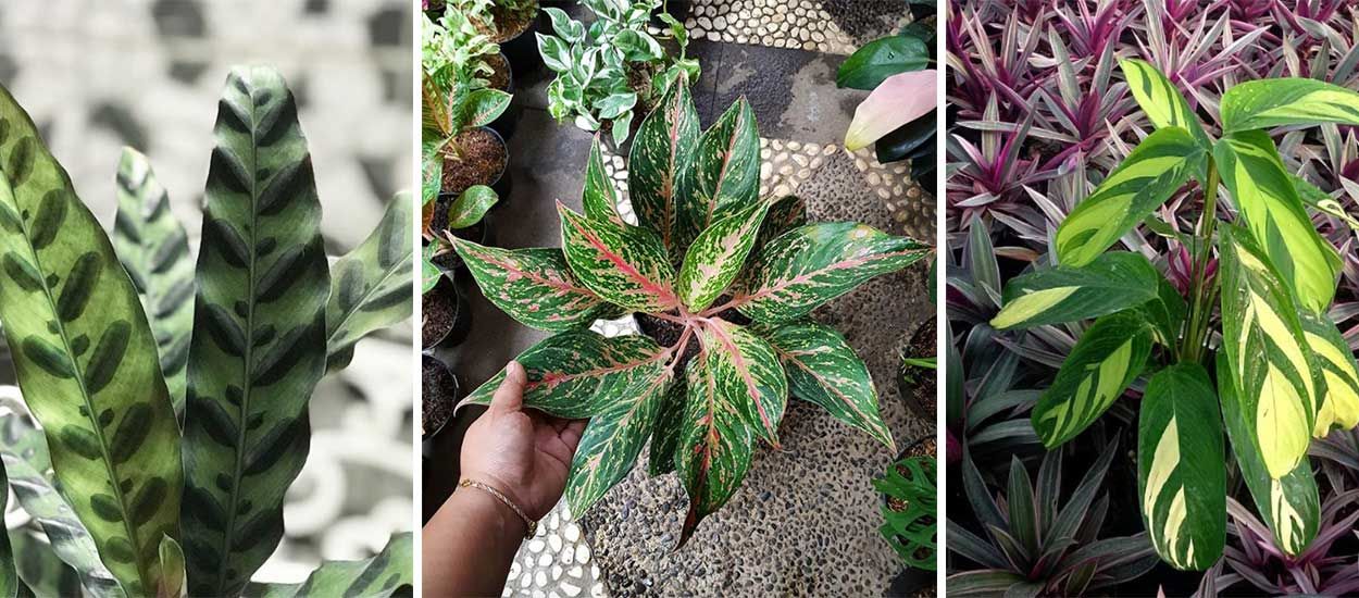 Découvrez la dernière tendance végétale : de surprenantes plantes à motifs